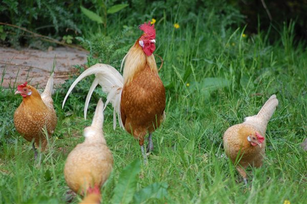 Hens with their cockeral